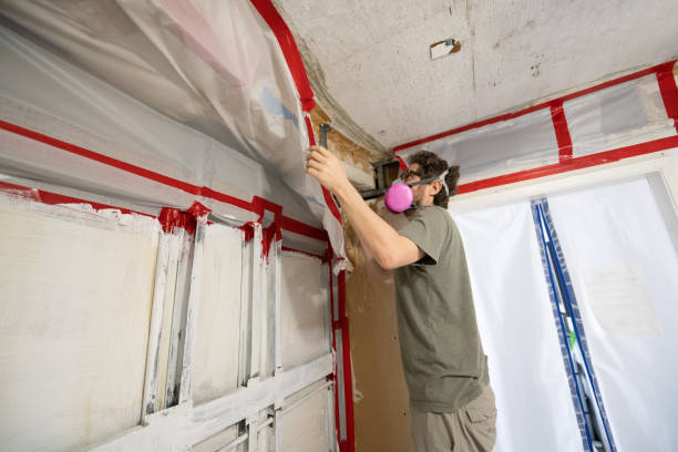 Professional Mold Removal in Greene, IA