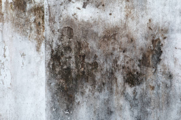 Best Indoor Air Quality Assessment  in Greene, IA