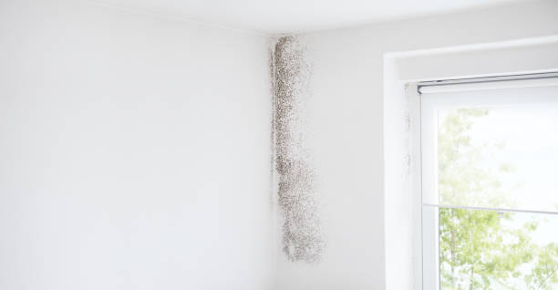 Best Basement Mold Removal  in Greene, IA
